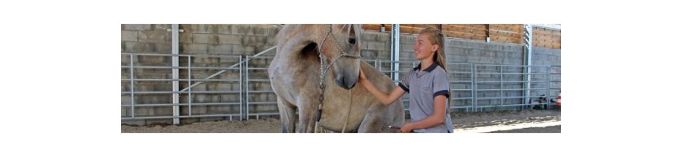 Equipement du cheval